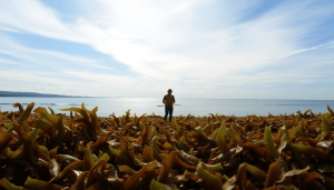 Nutrient-Rich Tropical Seaweeds: Unlocking Potential as Sustainable Ruminant Feed in Indonesia.