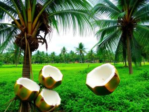 "A lush coconut plantation showcasing high-quality coconuts, representing the impact of farmers' cooperatives in superior seed management and enhanced market access."