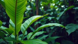 Gambar dekat daun kratom hijau segar di hutan hujan tropis yang subur, menyoroti lingkungan alami tanaman tersebut dan penggunaannya secara tradisional.
