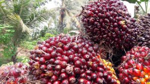 Indonesia palm oil